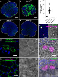 Check spelling or type a new query. The Liverwort Oil Body Is Formed By Redirection Of The Secretory Pathway Nature Communications