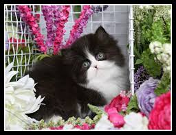 Black And White Persian Cat Oreo Classic Black White Tuxedo Doll Face Persian Cute Cats And Dogs Persian Kittens Persian Kittens For Sale