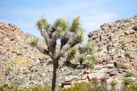 Find images of joshua tree. Joshua Tree National Park Is Seeing Its Biggest Wildflower Bloom In Decades And It S A Spectacular Sight Roadtrippers