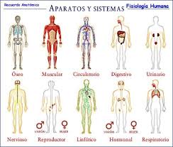 Resultado de imagen para imagenes  del cuerpo humano