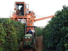 Coffee is a brewed drink prepared from roasted coffee beans, the seeds of berries from certain coffea species. Ground Coffee With Soil Perks In Brazil