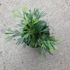 Image result for Actiniopteris semiflabellata