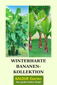 Winterharte Bananen Kollektion Obst Fur Pflanzkubel Bei Baldur Garten In 2020 Pflanzen Winterhart Bananenpflanze