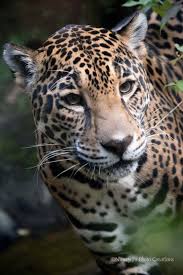 Jaguar Photo Animal Photography Zoo Animal Nursery Decor Jaguar Art Big Cat Print Gift For Animal Photography Zoo Animals Nursery Zoo Animals