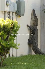 Pasco County Wesley Chapel Fl Five Or Six Feet Long Meant 5 Or 6 Feet Tall As This Alligator See Funny Animal Pictures Funny Animals Funny Animal Videos