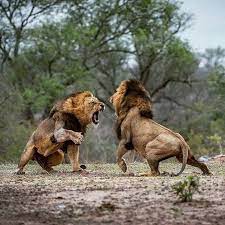 Asiatic Lion Fighting With African Lion Animals Wild African Animals Majestic Animals
