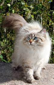 Littersolutionscat Spam Free Zone C Cool New Ways To Clean Cat Litter Siberian Forest Cat Siberian Cat Forest Cat