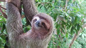 3 Toed Sloth Hanging Out At A Clients Wedding Reception Costa Rica Wildlife Manuel Antonio Costa Rica Costa Rica Wedding