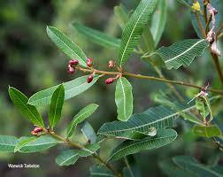 Image result for Ozoroa