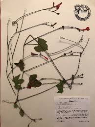 Image result for Ipomoea tenuipes