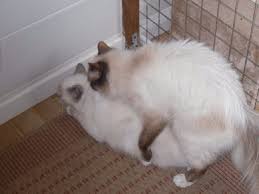 Elevage Du Normont Eleveur De Chats Sacre De Birmanie