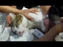 every cat owner should watch this video youtube cat owners cats animal companions