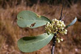 Image result for Gymnosporia senegalensis