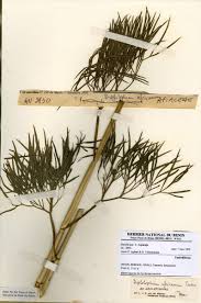 Image result for Diplolophium