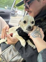 What name would be fitting for a Chihuahua with an underbite?
