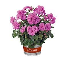 Image result for Pelargonium apetalum