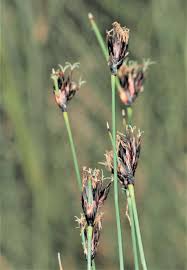 Image result for Scleria bequaertii