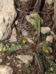 Image result for Microcharis annua