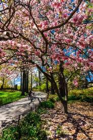 Park's badly neglected north end. Trees And Flowers In Bloom In Central Park In Springtime New York New York Usa Paisaje De Otono Paisaje De Fantasia Fotografia Paisaje