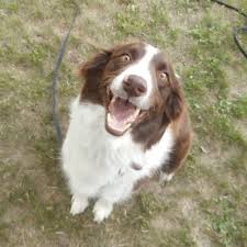 Boca is a smart and playful girl. Western Border Collie Rescue Home Facebook