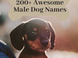 There are also hundreds of other possibilities on our puppy names list. 200 Cool Male Dog Names And Meanings Pethelpful