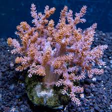 Find movies near you, view show times, watch movie trailers and buy movie tickets. Kenya Tree Coral Saltwater Aquarium Soft Corals