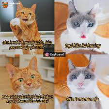 Member jinny mendapat giliran yang pertama untuk membacakan ungkapan hati dari seorang fans. Meme 10 Rayuan Gombal Kucing Tak Selamanya Berhasil Aduh Kasihan
