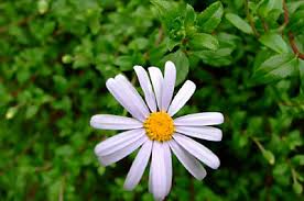 Image result for Hesperantha longicollis