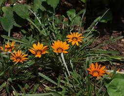 Image result for Gazania krebsiana