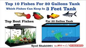 Top 10 Fish For A 20 Gallon Aquarium How Many Fish For A 20 Gallon Tank 20 Gallon Aquarium Aquarium Fish