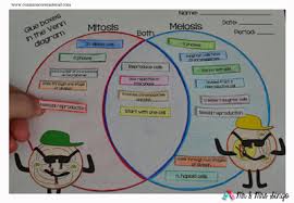 Mitosis Vs Meiosis Mitosis Vs Meiosis Mitosis Meiosis