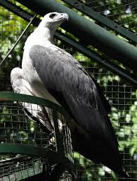 Burung elang merupakan salah satu jenis burung karnifora atau pemakan daging yang dilengkapi dengan kemampuan terbang sangat tinggi dan cengkraman kaki mau tau koleksi foto atau gambar spesies burung elang yang tersebar diberbagai penjuru dunia? Haliaeetus Leucogaster Elang Laut Dada Putih The White Bellied Sea Eagle Planter And Forester