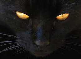 Cat eye colors are not related to fur colors, and purebreds' eye colors are usually more intense. Cat Black Yellow Free Photo On Pixabay