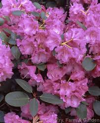Pin On Azaleias Rododendros