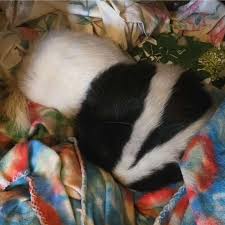 Profili për Atlantic Critters Rescue