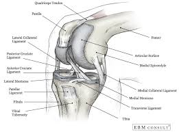 The transverse humeral ligament is not shown on this diagram. Anatomy Knee
