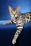 6 Spotted Cat Breeds - Pet Central by Chewy