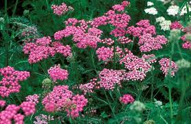 Check spelling or type a new query. 30 Pink Flowers For Gardens Perennials Annuals With Pink Blossoms