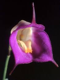 Image result for Vandellia subracemosa