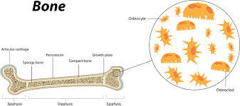 You must cut through this bone to expose the underlying organs. Osteoporosis Anatomy
