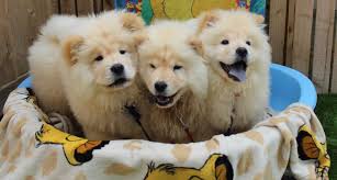 I searched for this on bing.com/images. Lion King Chow Chows News Dogs Trust