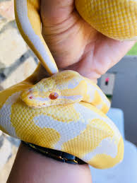How long does it take for my ball python to shed? Albinos In Shed Ball Pythons Morphmarket Reptile Community