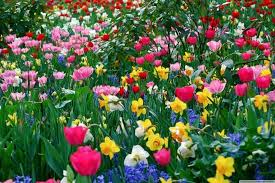 Spring Flowers Wallpaper Download Free Beautiful High Resolution Backgrounds For Desktop Computers Spring Flowers Wallpaper Spring Flowers Spring Wallpaper