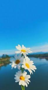 Pin By Doga On Wallpaper In 2020 Nature Photography Flowers Beautiful Landscape Wallpaper Photography Wallpaper