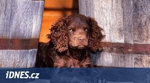 Image result for americký vodní španěl