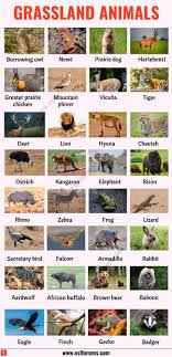 The african continent is abundant with a rich and varied wildlife. List Of Animals A Big Lesson Of Animal Names With The Pictures Esl Forums In 2021 List Of Animals Animals Name In English Animals Name With Picture