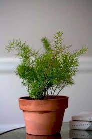 Best Houseplants 9 Indoor Plants For Low Light Gardenista Small Indoor Plants Asparagus Fern Indoor Plants Low Light
