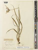 Image result for Cyperus glaucophyllus