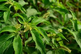 Image result for Ocimum fimbriatum