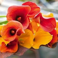 Image result for Zantedeschia albomaculata